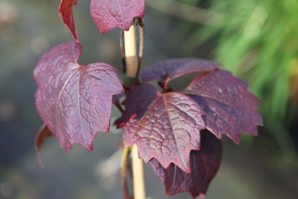 PARTHENOCISSUS TRICUSPIDATA 'PURPUREA'