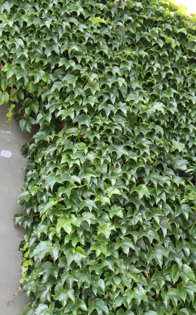 [PTVE3] PARTHENOCISSUS TRICUSPIDATA 'VEITCHII' (Pot 2 liter, 60-80 cm)