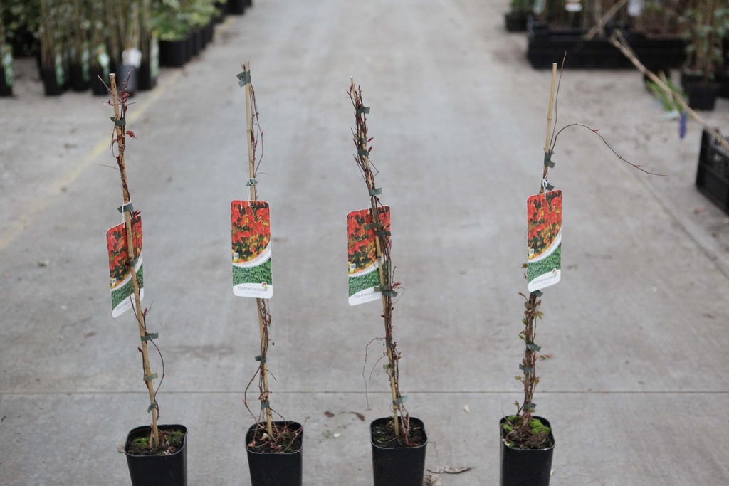 PARTHENOCISSUS TRICUSPIDATA 'VEITCHII'