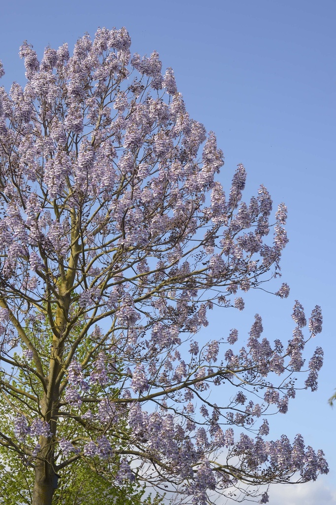 [PFFBL175C12] PAULOWNIA FORTUNEI FAST BLUE® (Pot 12 liter, 175-200 cm)
