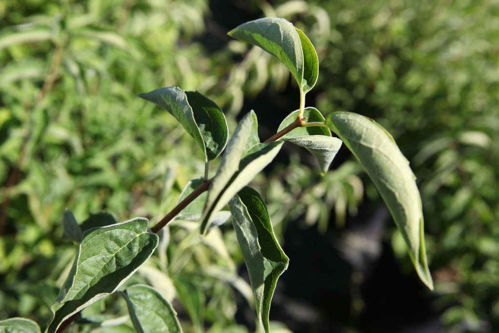 PHILADELPHUS 'ALBATRE'