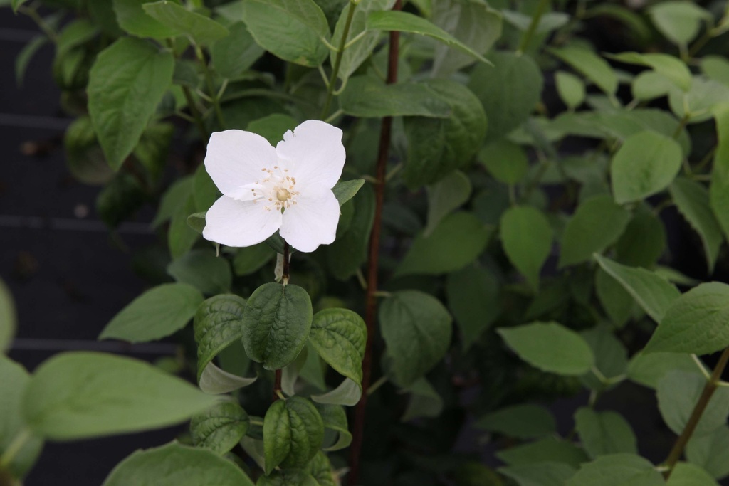 PHILADELPHUS CORONARIUS