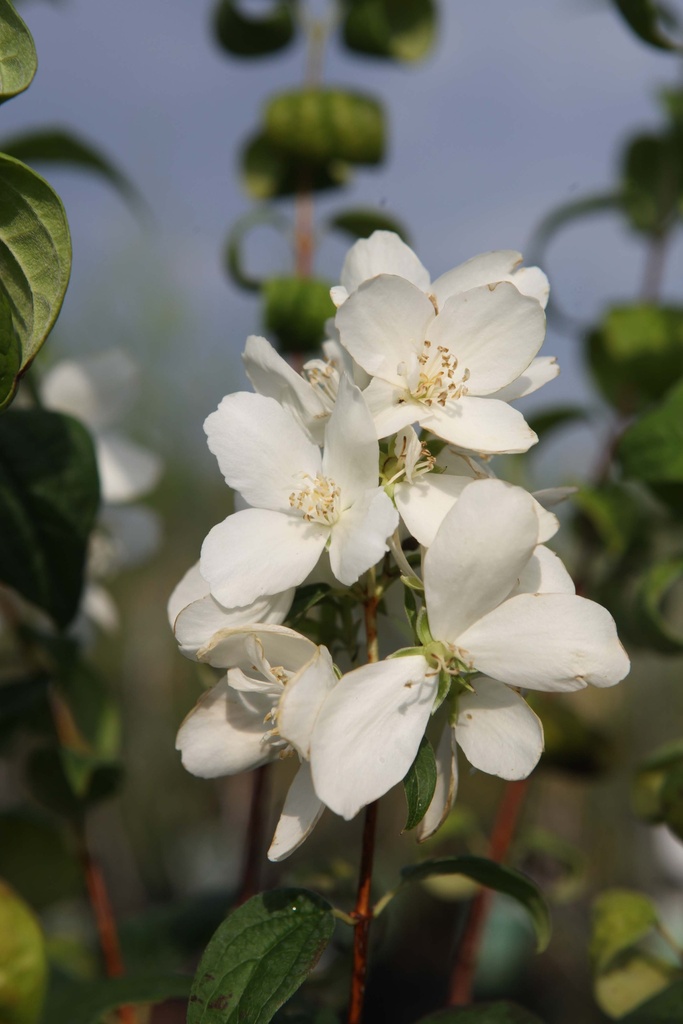 PHILADELPHUS 'SNOW DWARF (LITTLE WHITE LOVE®)'