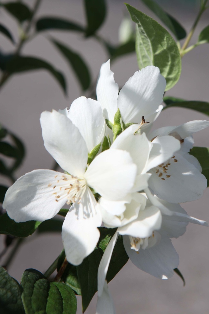 PHILADELPHUS 'SNOWBELLE'