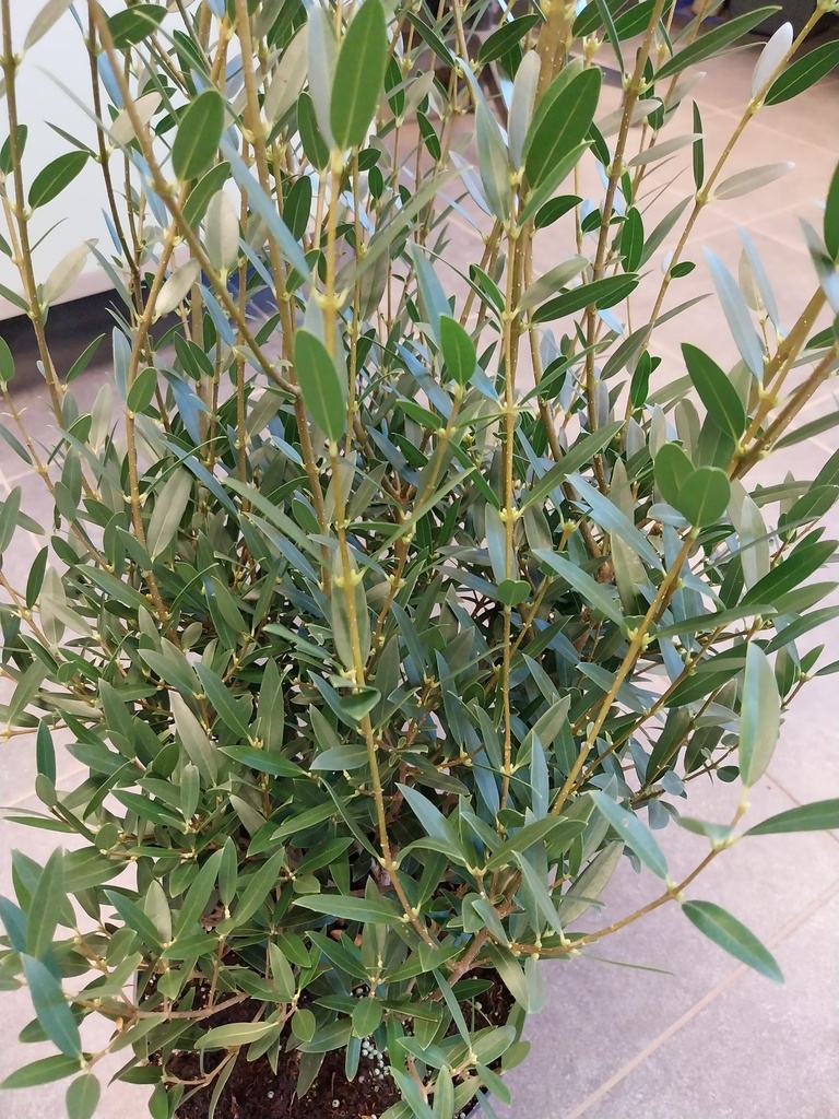 [PAN403] PHILLYREA ANGUSTIFOLIA (Pot 3 liter, 40-60 cm)