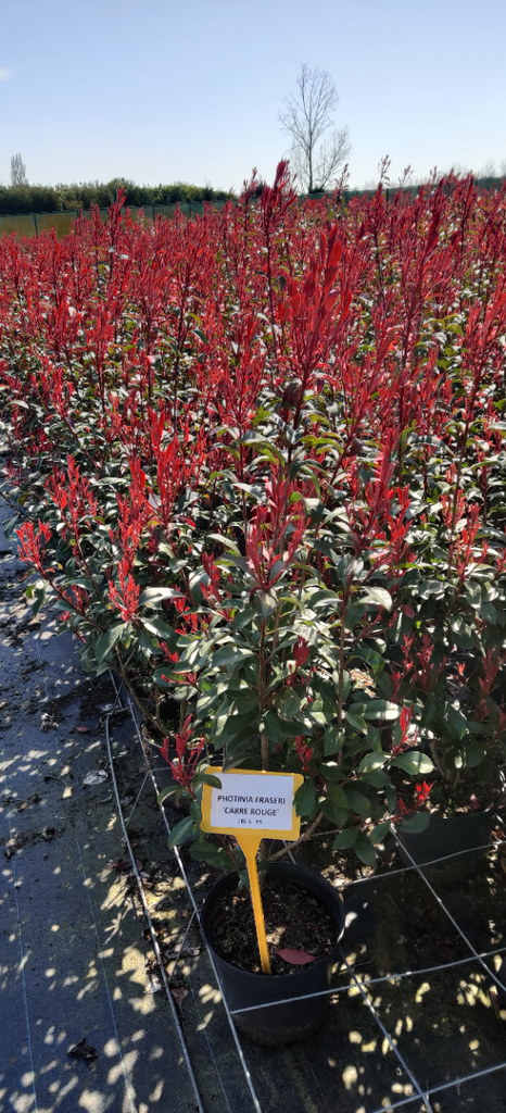 [PFCRO60] PHOTINIA FRASERI 'CARRÉ ROUGE' (Pot 10 litres, 60-80 cm)
