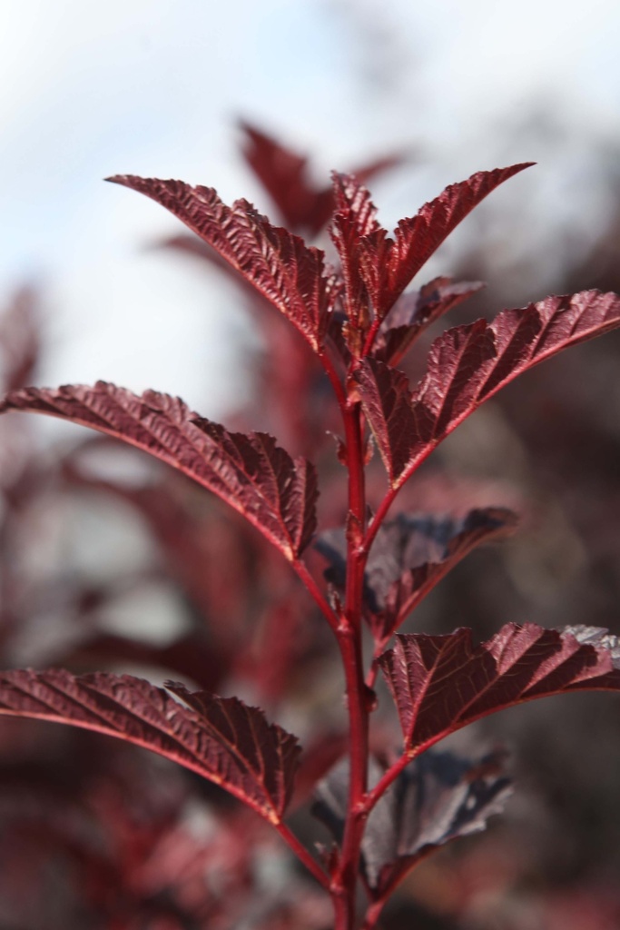 PHYSOCARPUS OPULIFOLIUS ALL BLACK