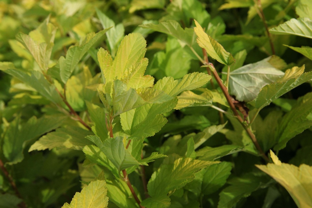 PHYSOCARPUS OPULIFOLIUS ANGEL GOLD