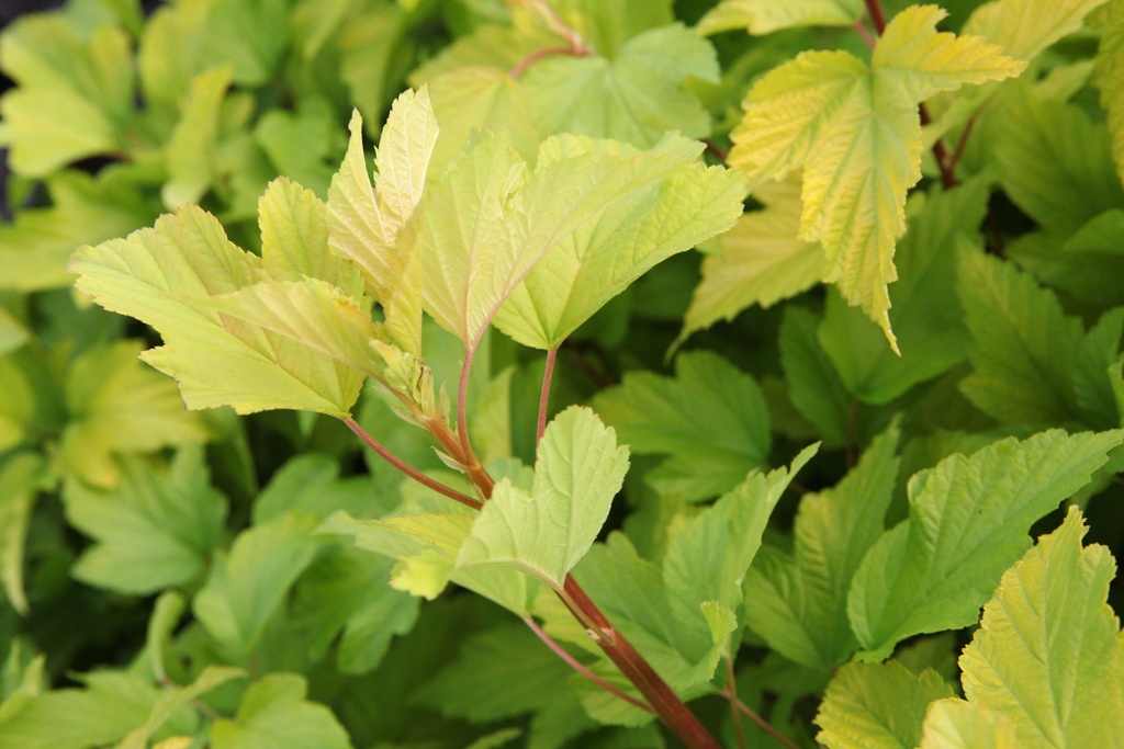 PHYSOCARPUS OPULIFOLIUS 'DART'S GOLD®'