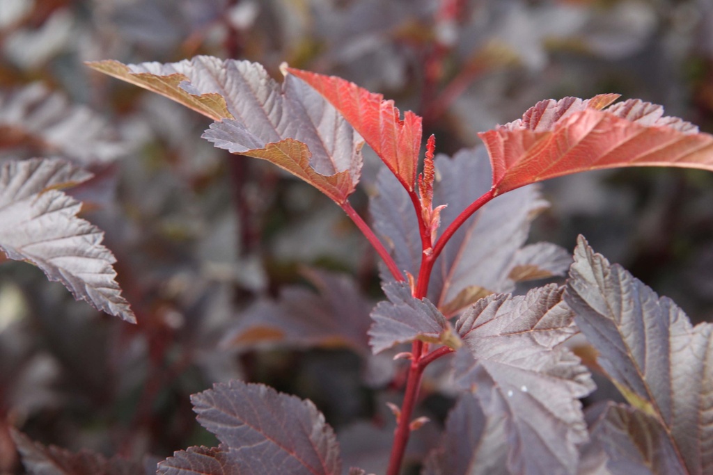 PHYSOCARPUS OPULIFOLIUS DIABLE D'OR®