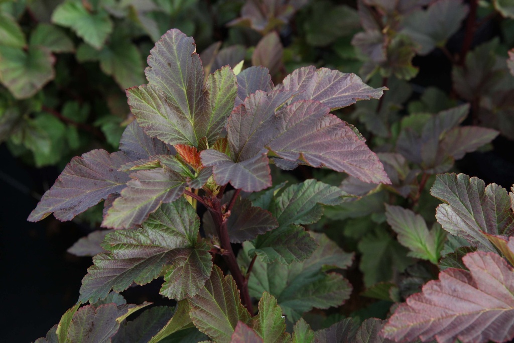 [xx] PHYSOCARPUS OPULIFOLIUS FIRST EDITIONS® AMBER JUBILEE® (Pot 3 litres, 50-60 cm)