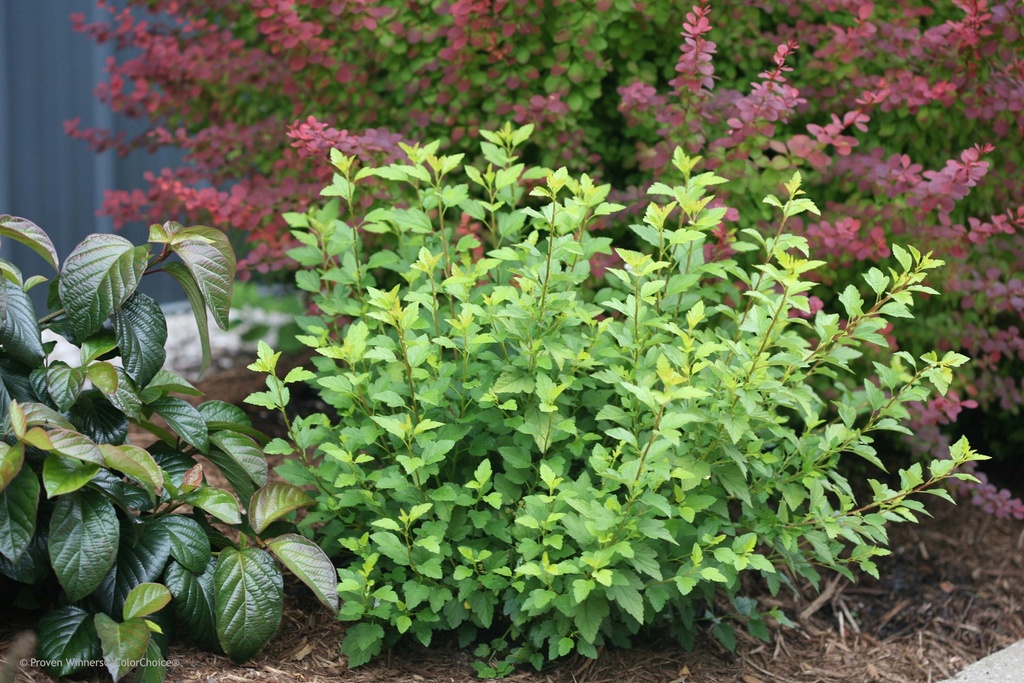 PHYSOCARPUS OPULIFOLIUS PROVEN WINNERS® TINY WINE GOLD