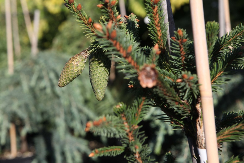 PICEA ABIES 'ACROCONA'