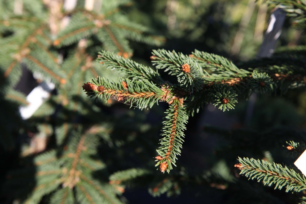 PICEA ABIES 'INVERSA'