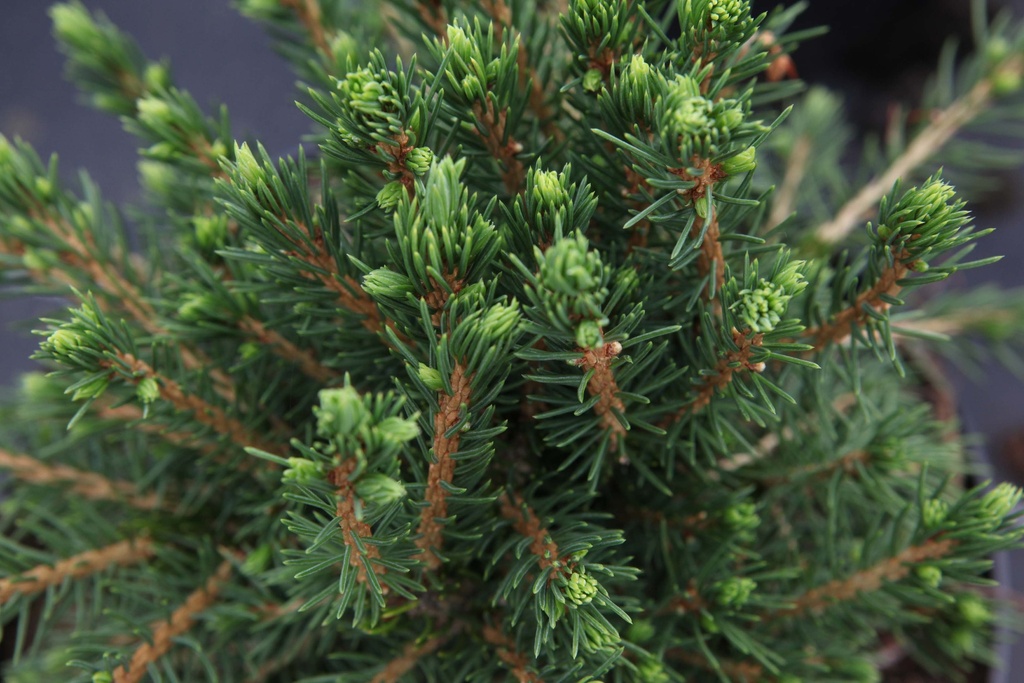 PICEA ABIES 'TOMPA'