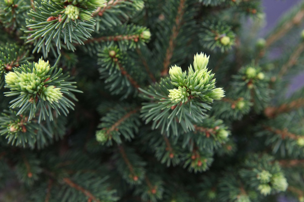 [xx] PICEA ABIES 'WILLS ZWERG' (Pot, 100-125 cm)
