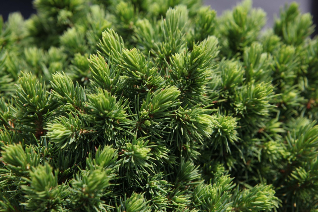 PICEA GLAUCA 'ALBERTA GLOBE'