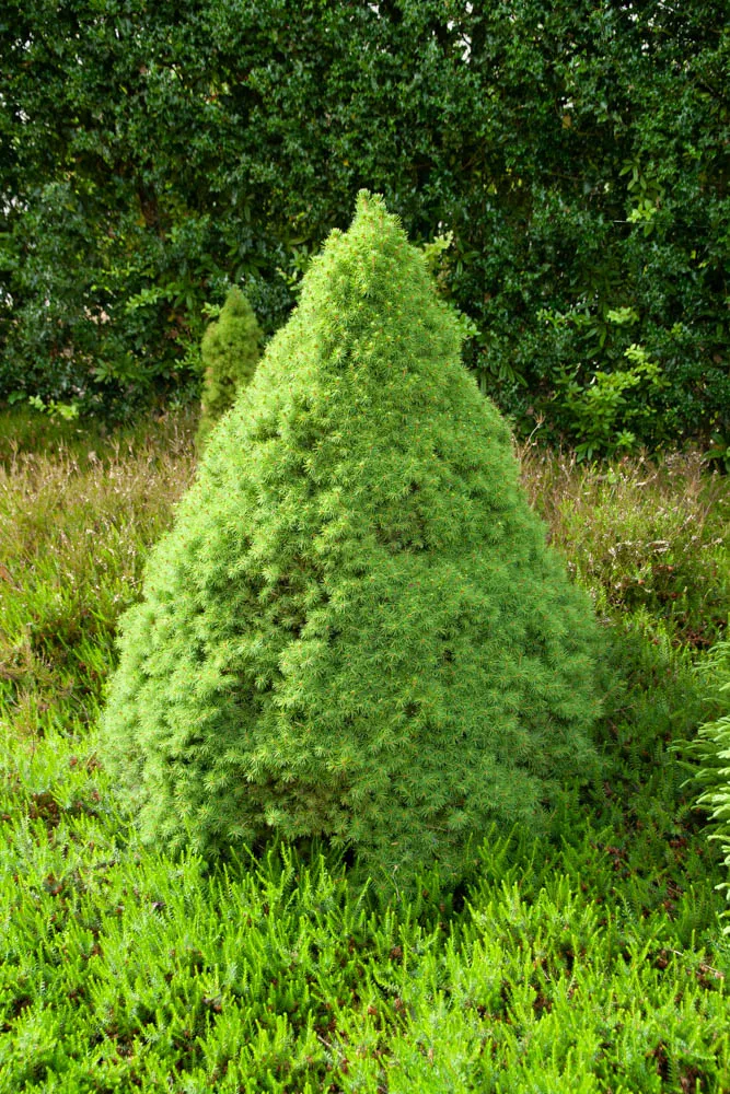 PICEA GLAUCA 'CONICA'