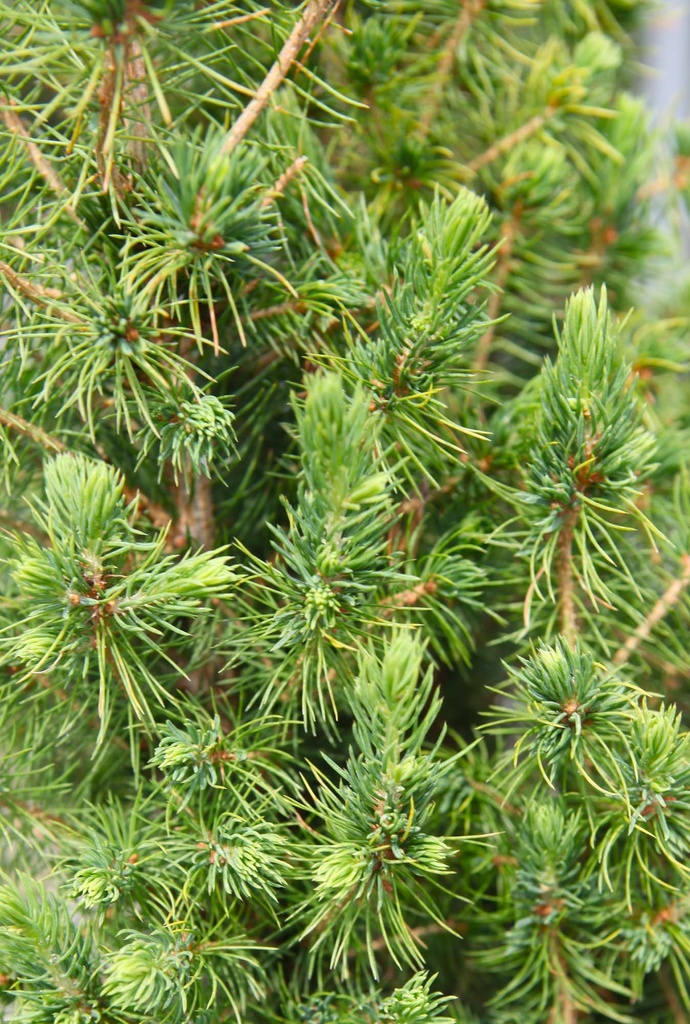 PICEA GLAUCA 'DECEMBER (CONICA)'