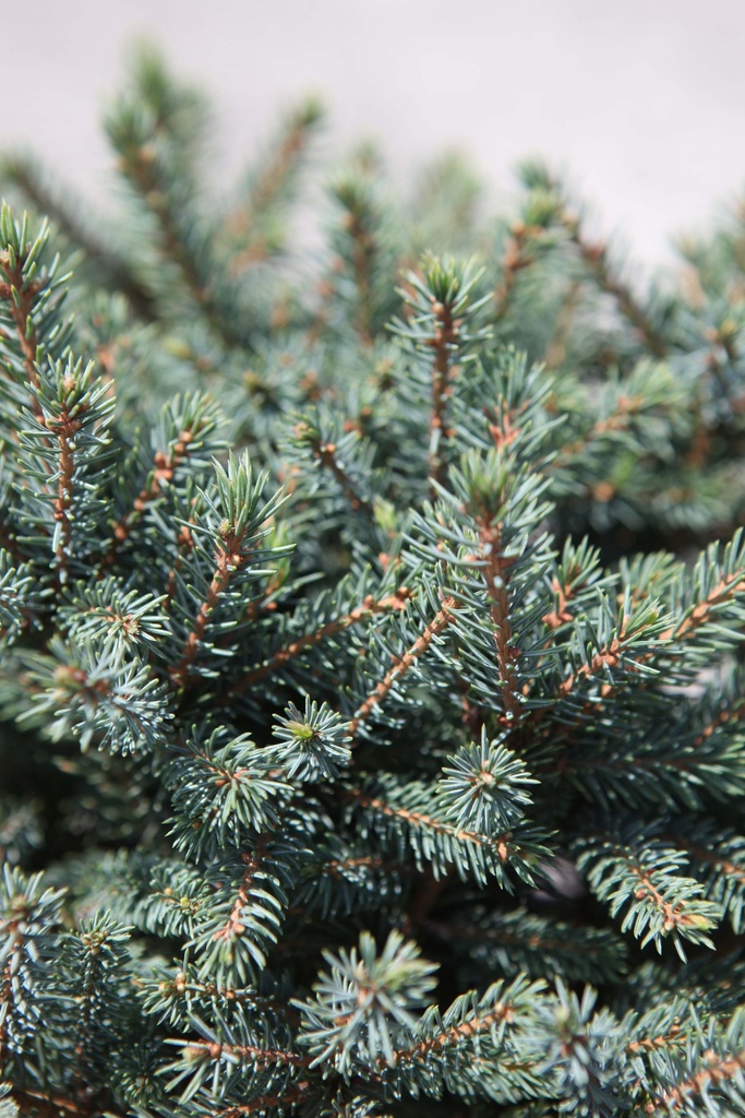 PICEA GLAUCA 'ECHINIFORMIS'