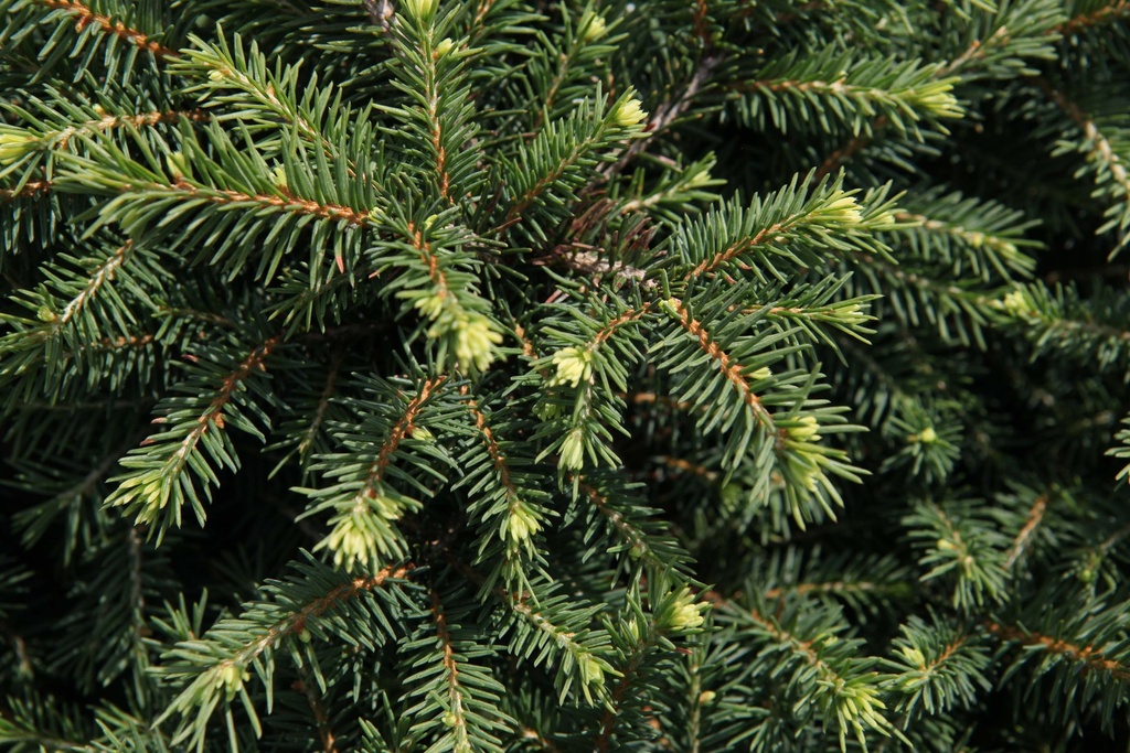 PICEA OMORIKA 'KAREL'
