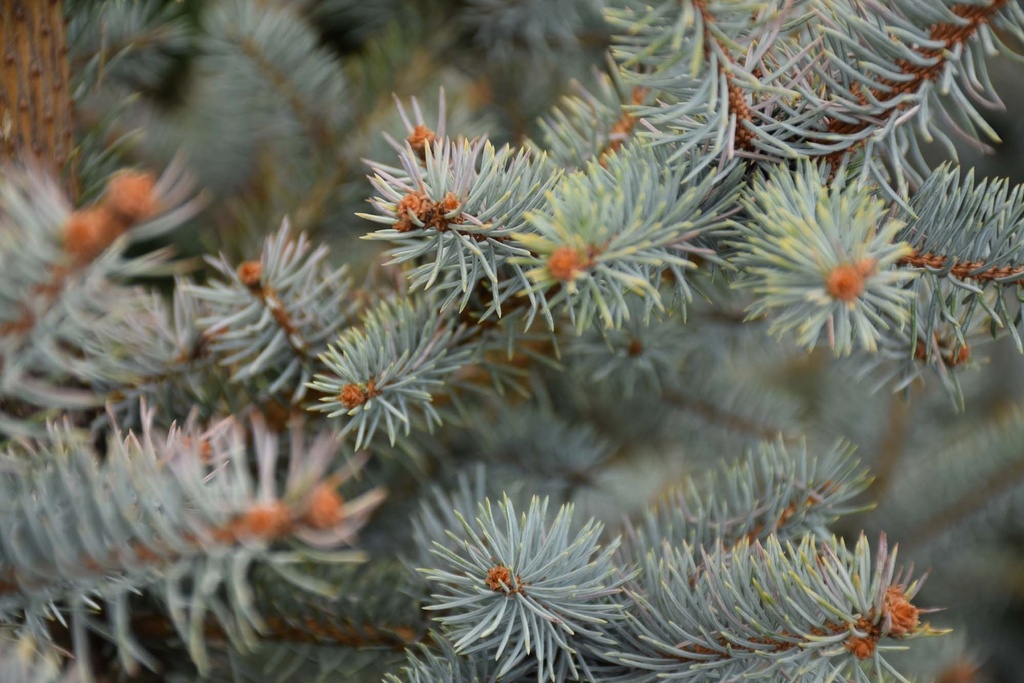 [xx] PICEA PUNGENS 'BLUE DIAMOND' (Pot 10 liter, 40-50 cm)