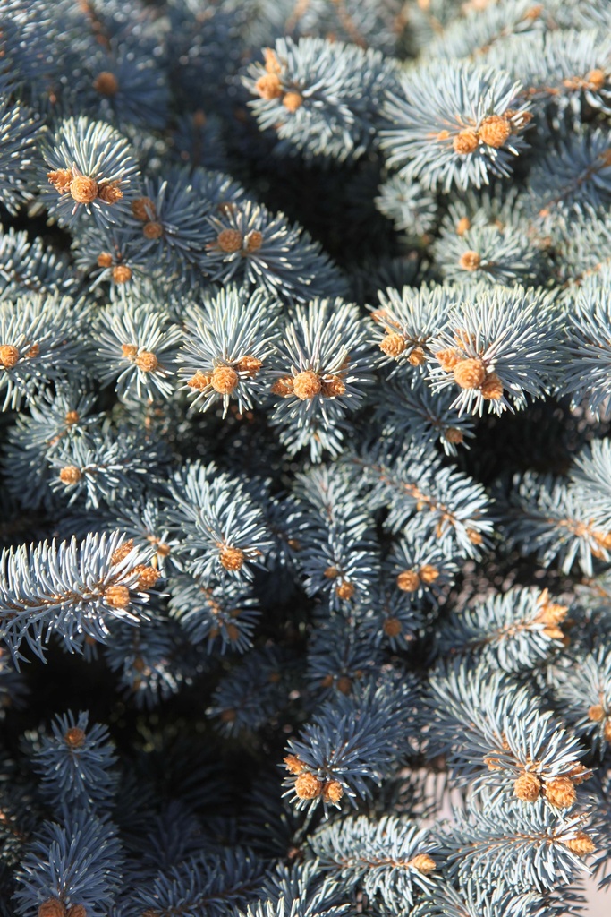 PICEA PUNGENS 'GLAUCA GLOBOSA'