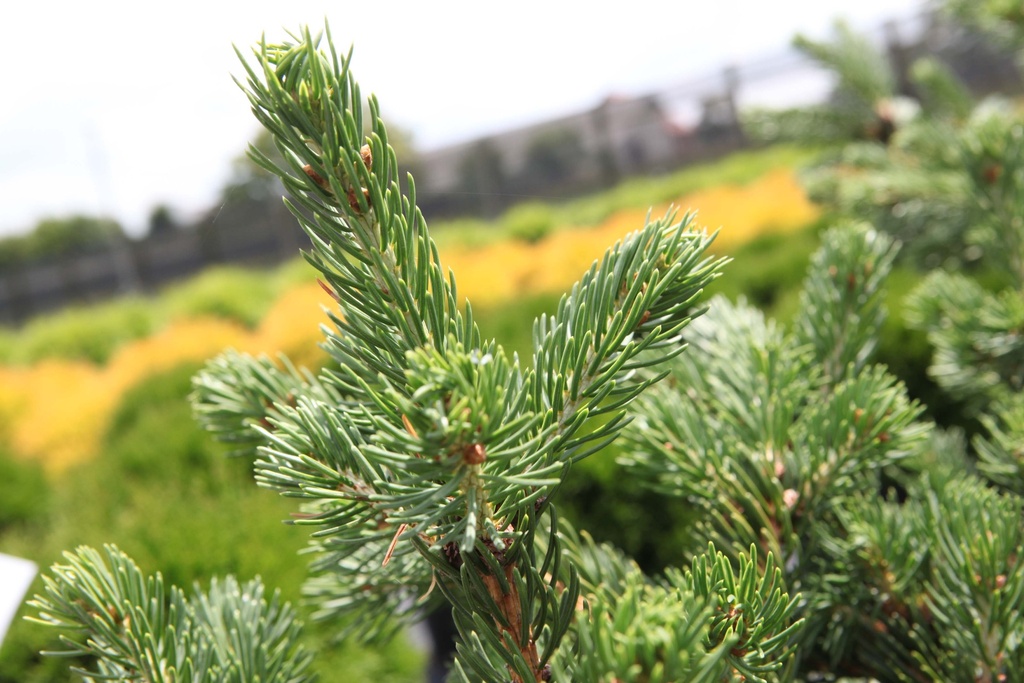 PICEA PUNGENS 'LUCKY STRIKE'