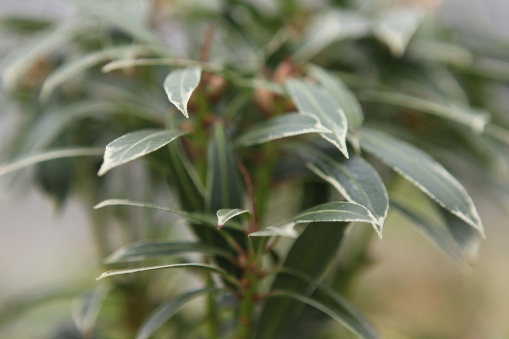 PIERIS JAPONICA 'FLAMING SILVER'