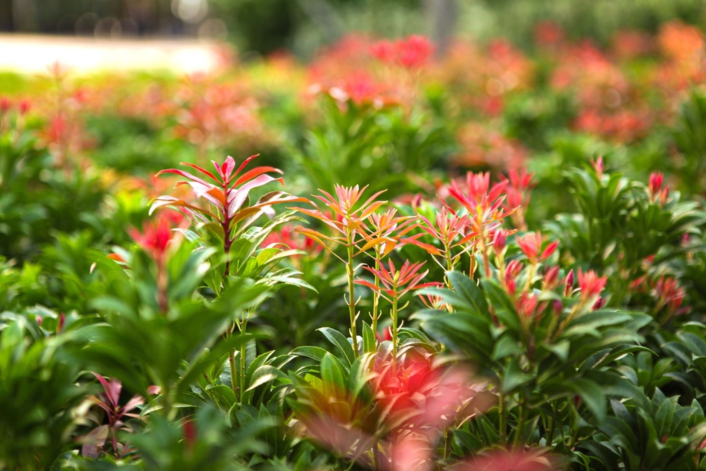 PIERIS JAPONICA 'MOUNTAIN FIRE'
