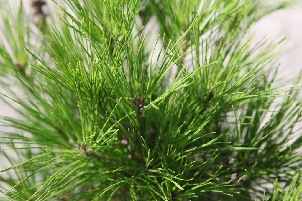 PINUS DENSIFLORA 'ALICE VERKADE'
