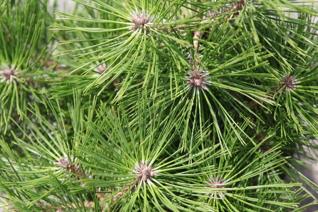 PINUS DENSIFLORA 'JANE KLUIS'