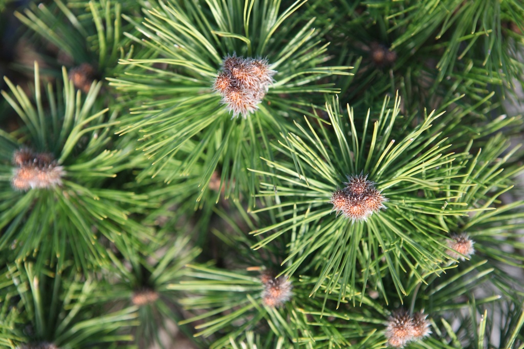 PINUS DENSIFLORA 'LOW GLOW'
