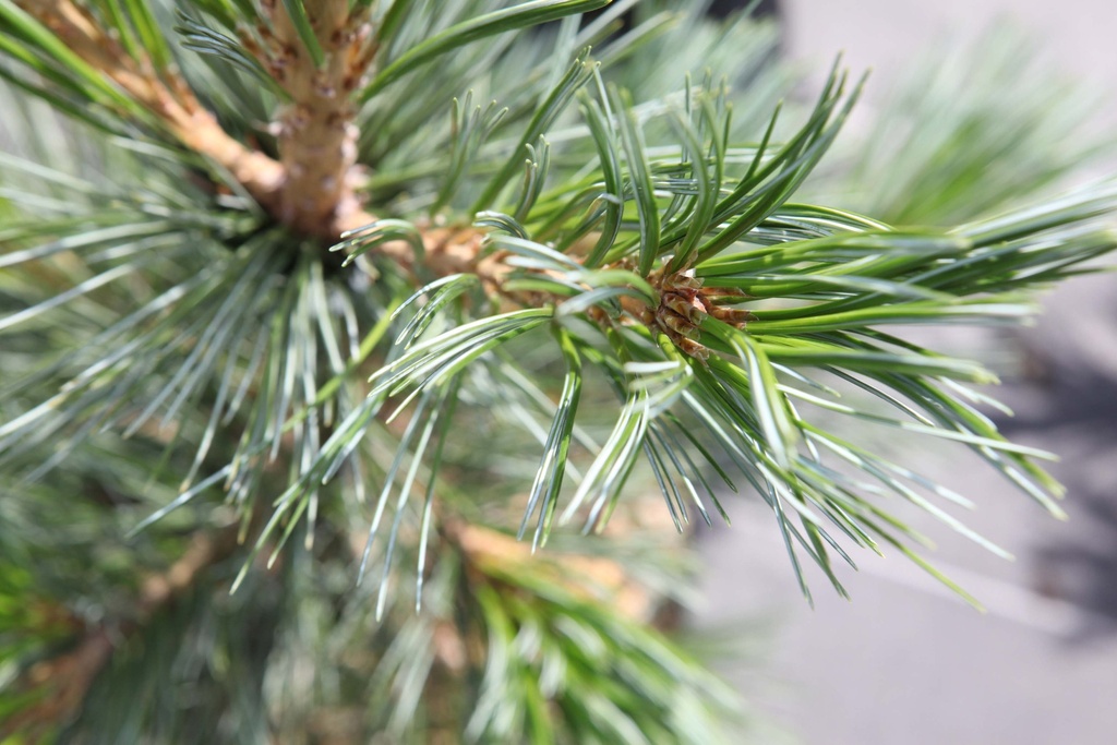 PINUS FLEXILIS 'VANDERWOLF'S PYRAMID'