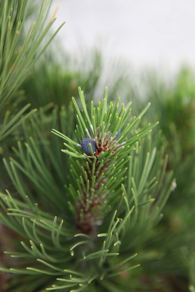 PINUS HELDREICHII 'COMPACT GEM'