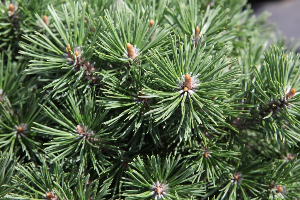 PINUS MUGO 'MOPS'