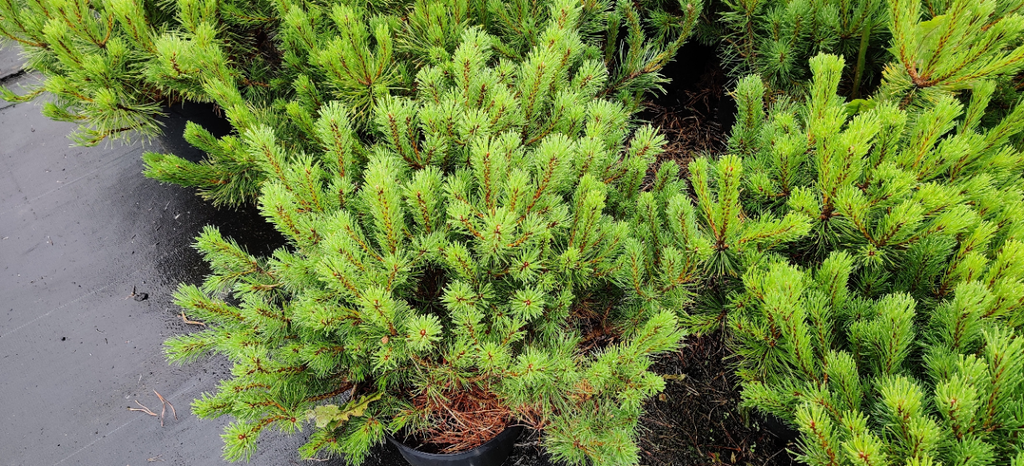 [PMMU60] PINUS MUGO MUGHUS (Pot, 60-80 cm)