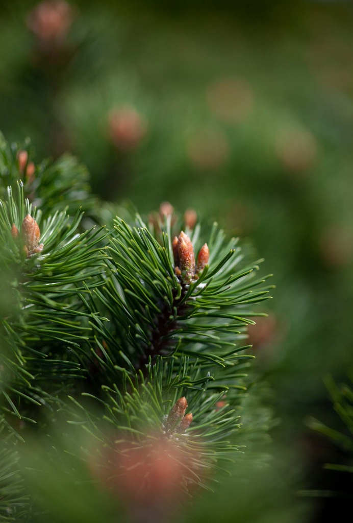 PINUS MUGO 'MUMPITZ'