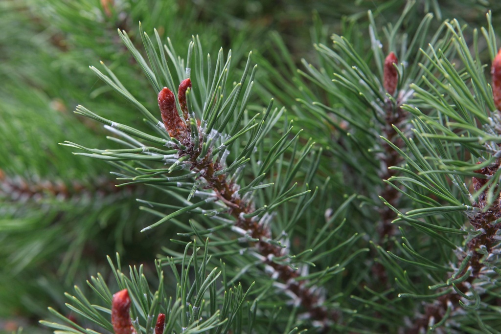 PINUS MUGO PUMILIO