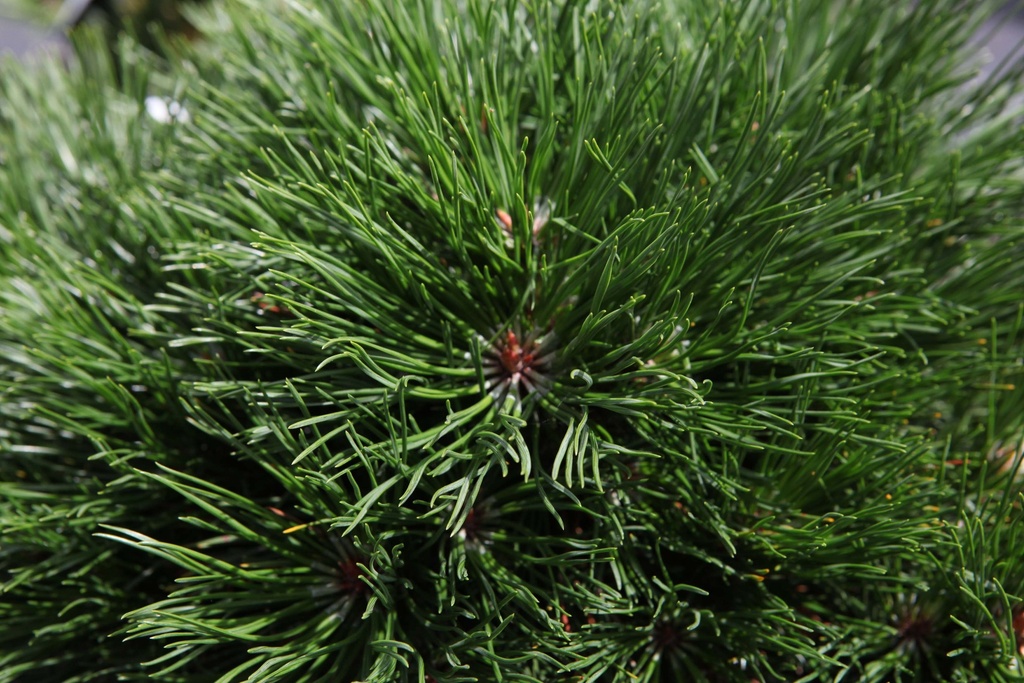 PINUS MUGO 'VARELLA'