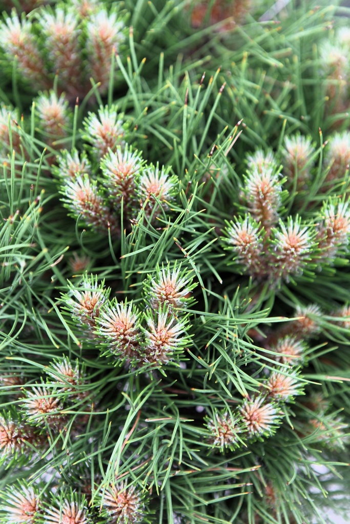PINUS NIGRA 'MARIE BRÉGEON'