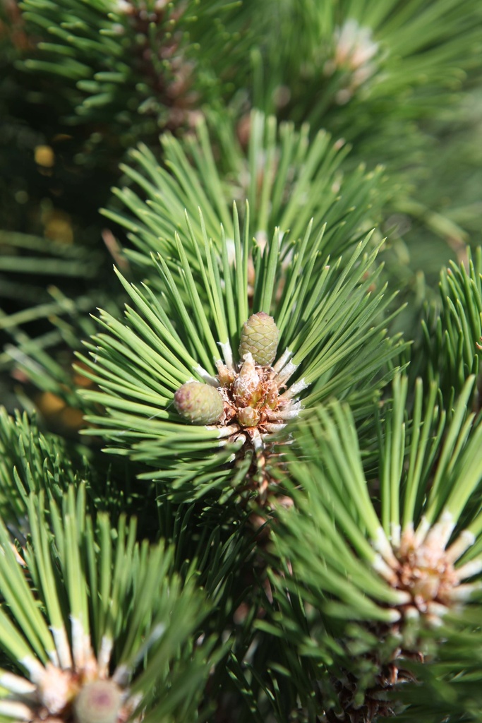 PINUS NIGRA 'NANA'