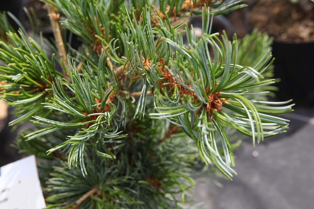 PINUS PARVIFLORA 'GLAUCA'