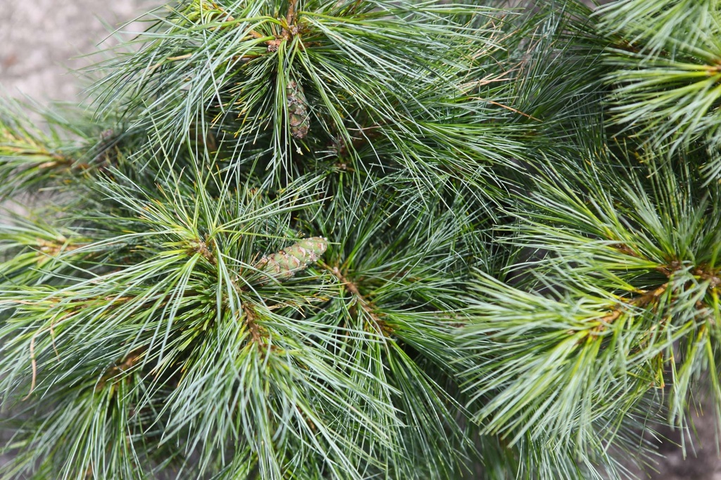 PINUS STROBUS 'BLUE SHAG'