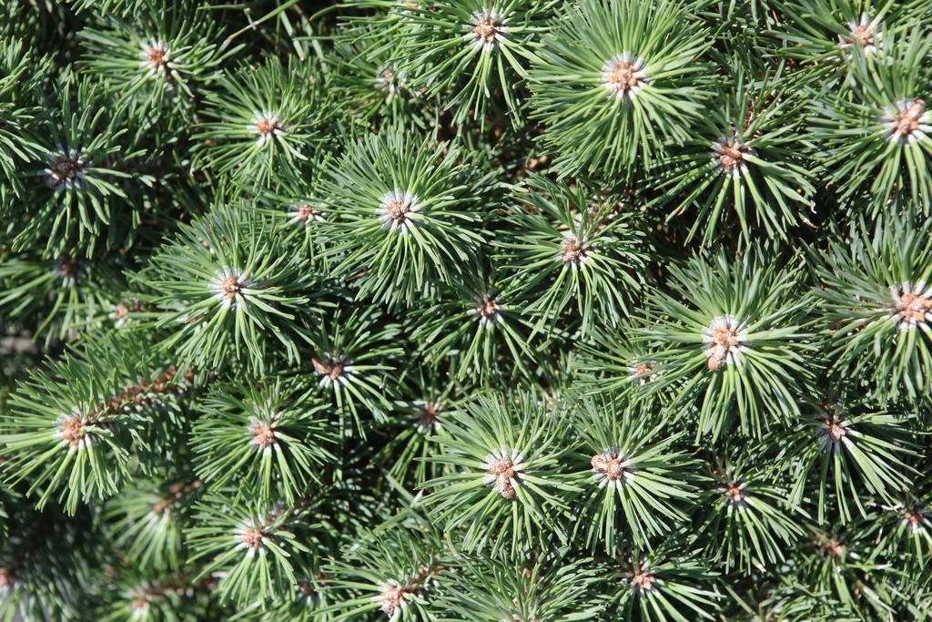 PINUS SYLVESTRIS BLUE PEARL