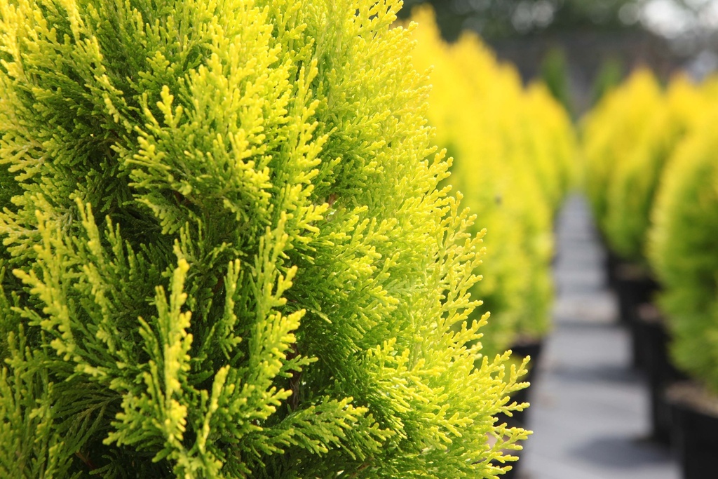 [xx] PLATYCLADUS ORIENTALIS 'PYRAMIDALIS AUREA (THUJA)' (Pot 3 liter, 25-30 cm)