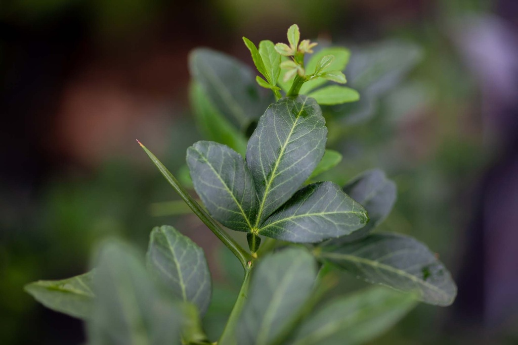 [xx] PONCIRUS TRIFOLIATA (Pot 3 litres, 30-40 cm)