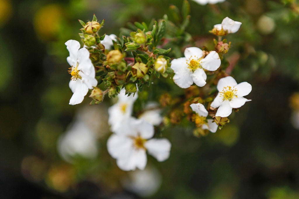 POTENTILLA FRUTICOSA 'ABBOTSWOOD'