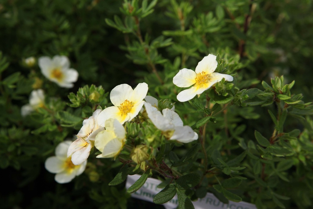 POTENTILLA FRUTICOSA 'LIMELIGHT'
