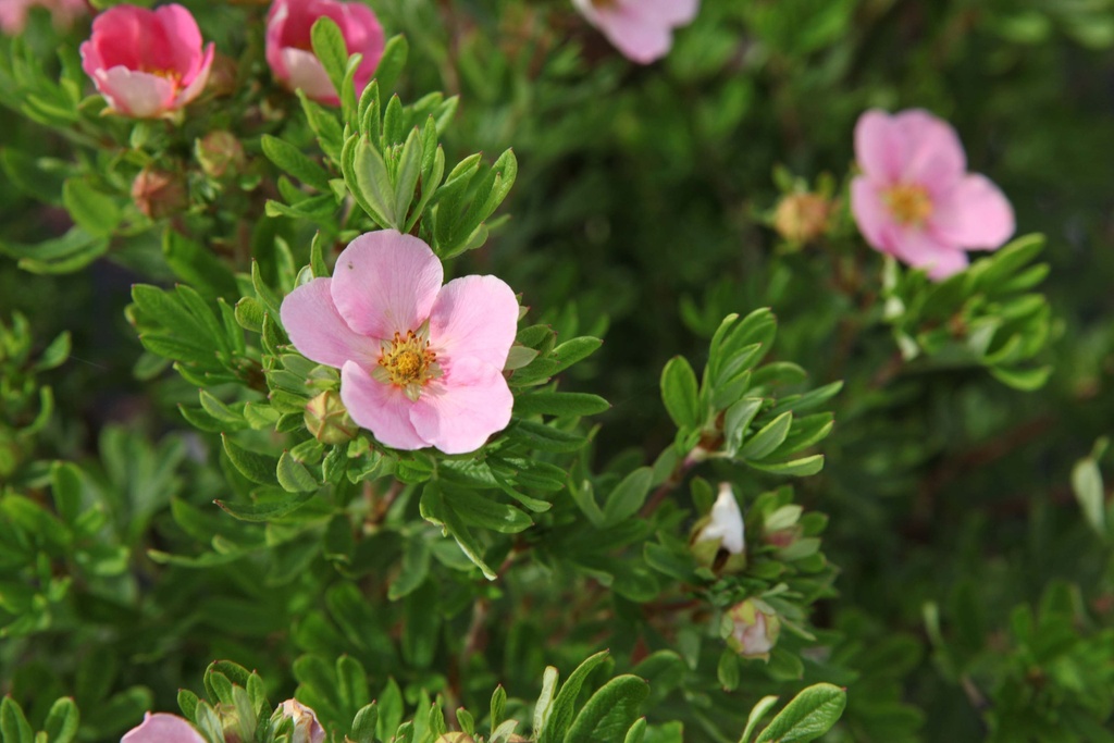 POTENTILLA FRUTICOSA 'LOVELY PINK'
